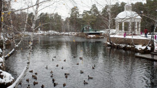 Утки зимуют в парке Гагарина