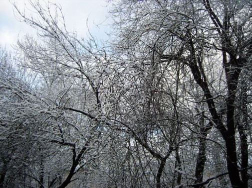 зима деревья 