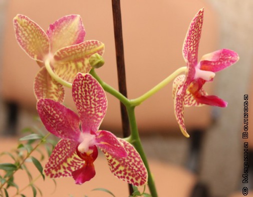Еще орхидея