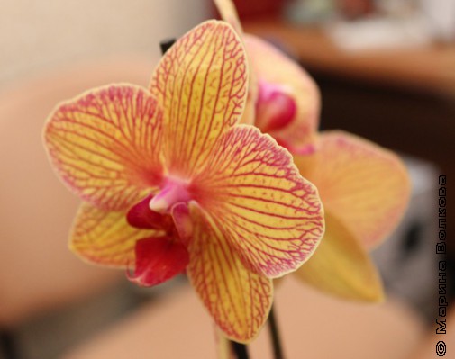 Ещё орхидея