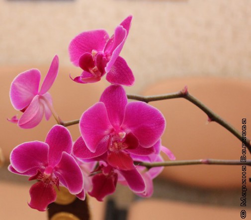 Ещё орхидеи