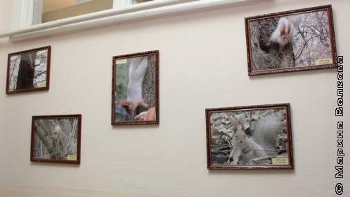 Фотоработы директора тоже украшают стены гимназии
