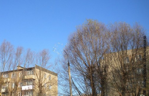 В небе Челябинска голуби выложили сердце