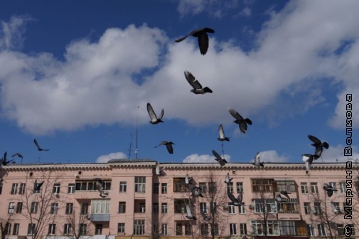Птицы в Челябинске