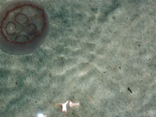 Беломорская медуза