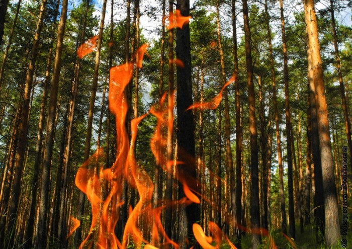 Огонь и лес
