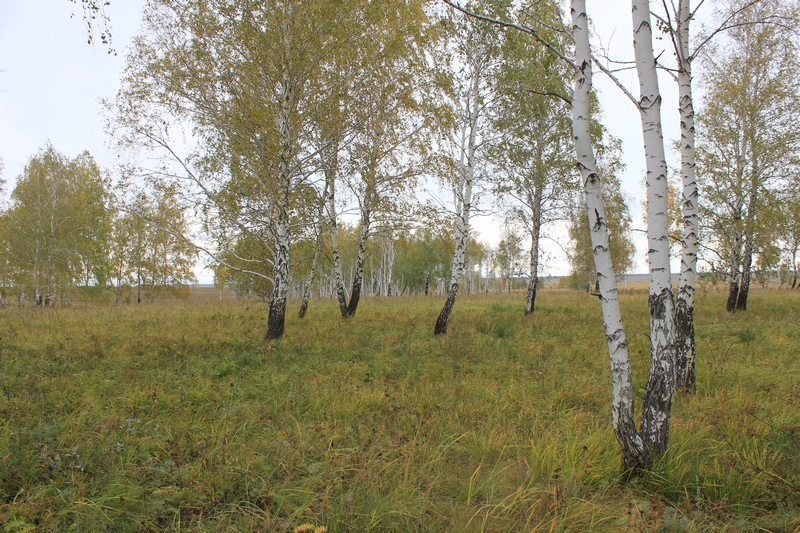 Карстровые поля вокруг села Красносёлка Увельского района