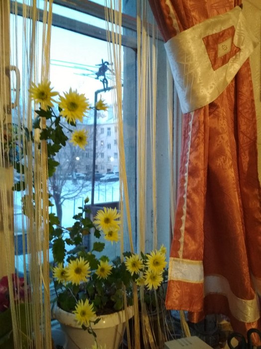 Цветы Ирины Аргутиной