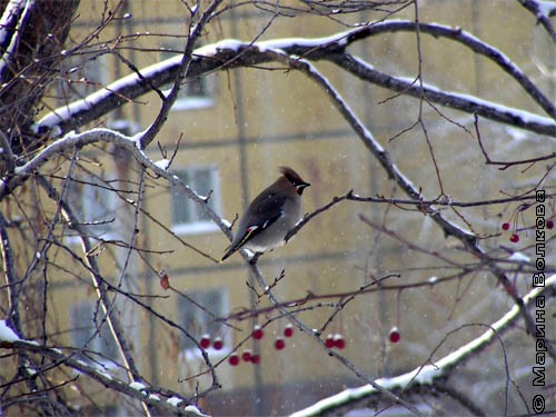Птицы Челябинска. Фото Рыжкиной Светланы 